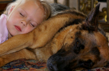 德国牧羊犬是最好的家庭狗的5个原因