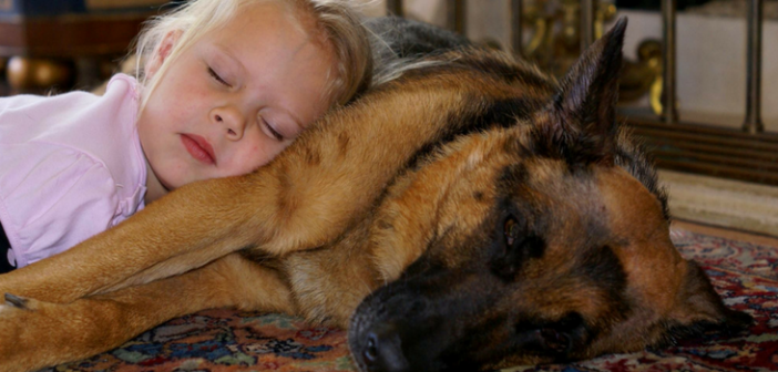 德国牧羊犬是最好的家庭狗的5个原因